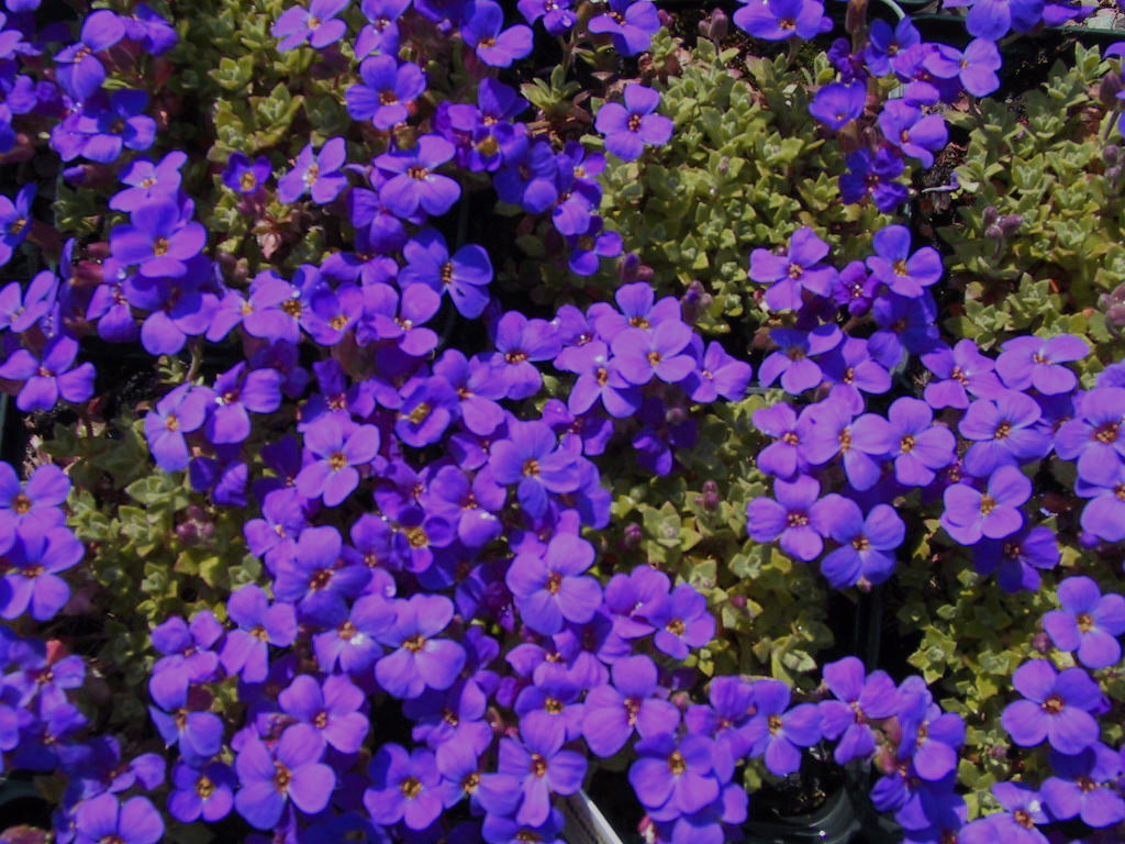 Aubrieta Drayton.jpg